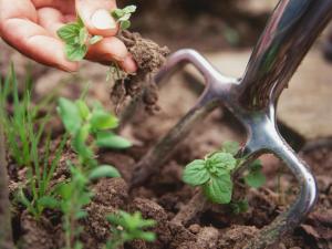 RX-DK-SSH10002_weeding-out_s4x3.jpg.rend.hgtvcom.1280.960