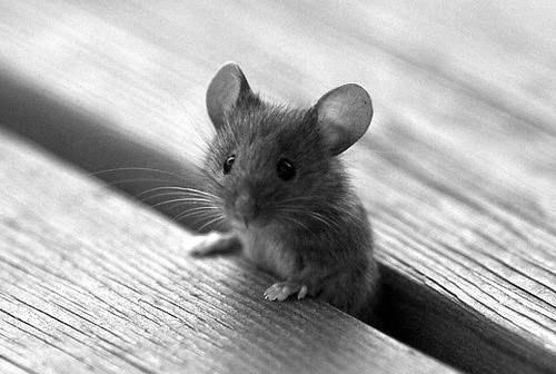 cutemouse1